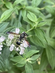 Ancistrocerus antilope