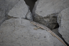 Microlophus