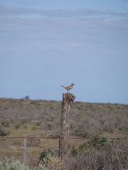 Cincloramphus cruralis