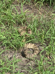 Crotalus molossus molossus