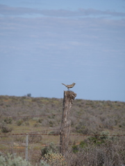 Cincloramphus cruralis