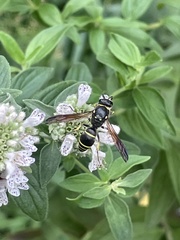 Ancistrocerus antilope