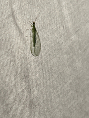 Chrysopidae