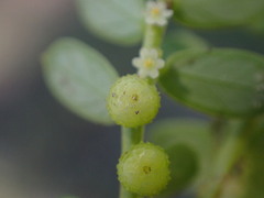Phyllanthus urinaria hookeri