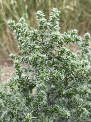 Salsola kali