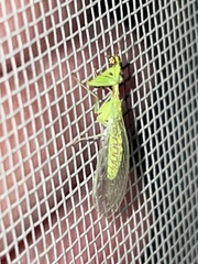 Zeugomantispa minuta