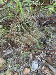 Hamatocactus setispinus