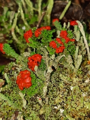 Cladonia didyma