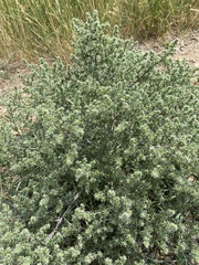 Salsola kali
