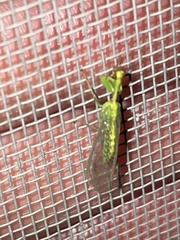 Zeugomantispa minuta