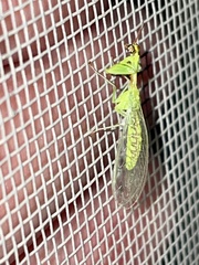 Zeugomantispa minuta