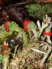 Cladonia didyma