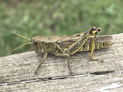 Melanoplus differentialis