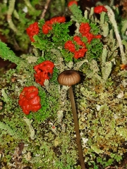 Cladonia didyma