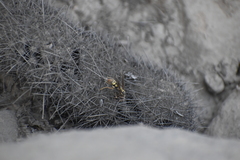 Polistes peruvianus
