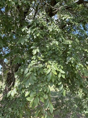 Ulmus crassifolia