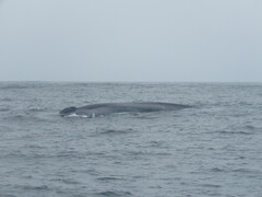 Balaenoptera musculus