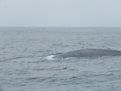 Balaenoptera musculus