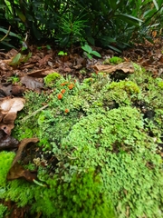 Cladonia didyma
