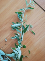 Elaeagnus angustifolia