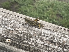 Melanoplus differentialis