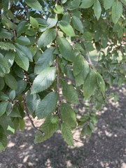 Ulmus crassifolia