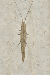 Coleophora