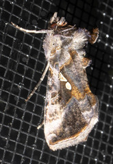 Autographa precationis