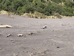 Charadrius obscurus aquilonius