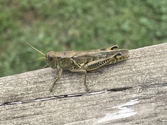 Melanoplus differentialis