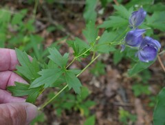 Aconitum uncinatum