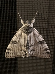 Catocala relicta