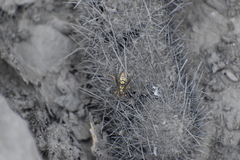 Polistes peruvianus