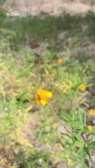 Melampodium linearilobum