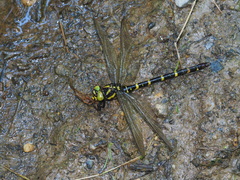 Cordulegaster erronea