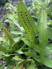 Microsorum scolopendria