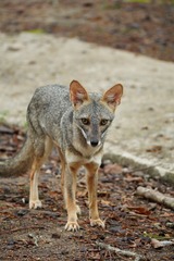 Lycalopex sechurae
