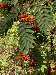 Sorbus aucuparia