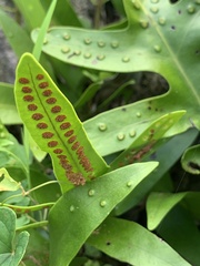 Microsorum scolopendria