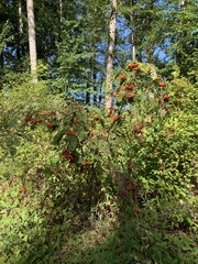 Sorbus aucuparia