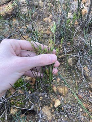 Opercularia vaginata