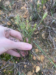 Opercularia vaginata