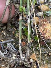 Opercularia vaginata