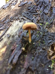 Simocybe centunculus var. centunculus image