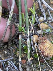 Opercularia vaginata