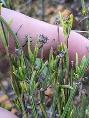 Opercularia vaginata