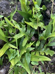 Microsorum scolopendria