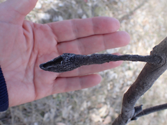 Apiomorpha pedunculata