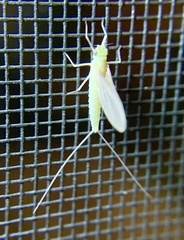 Maccaffertium terminatum terminatum