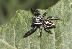Paraphidippus
